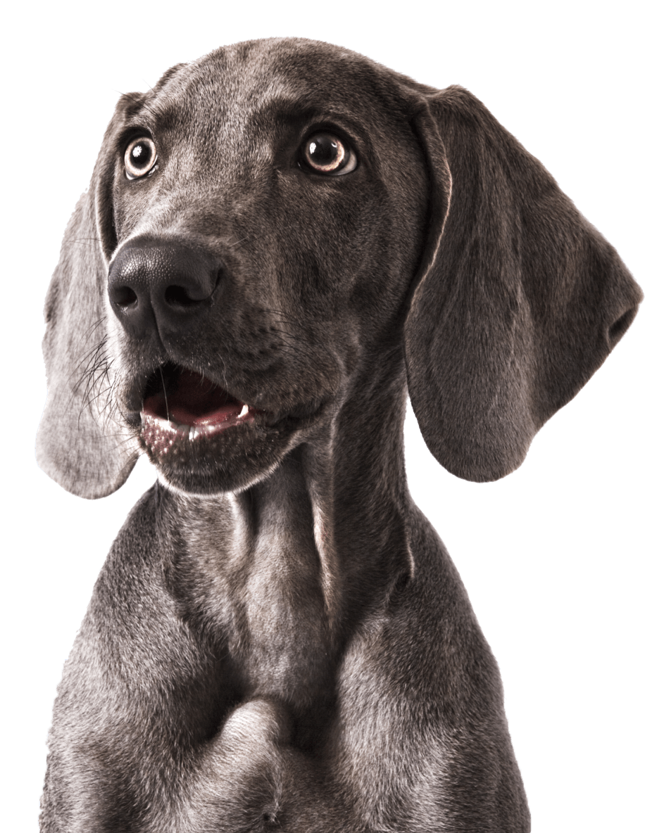 Chien souriant