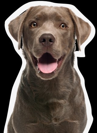 Chien